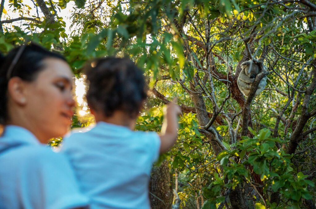 A woman and child observe a koala sitting in a tree with green leaves.