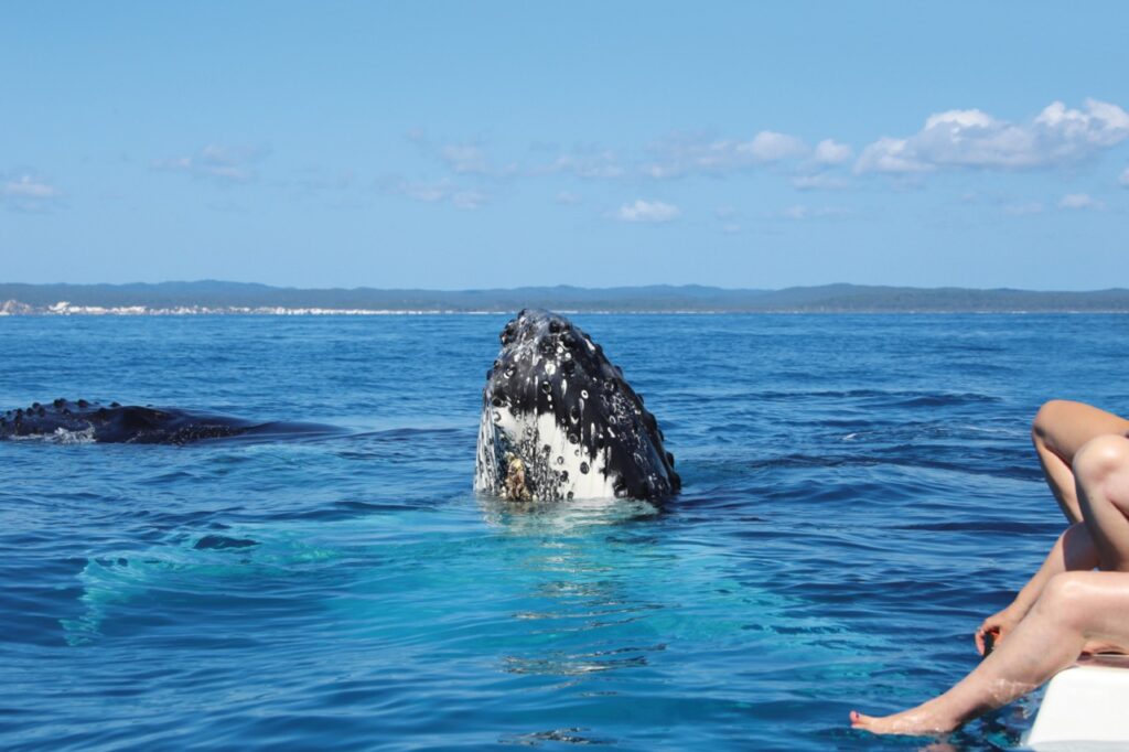 A whale breaches near a boat in blue ocean water, with part of the boat and a person's legs visible in the foreground.