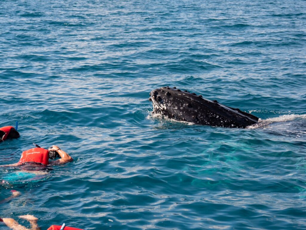 People wearing swim gear and red life vests swimming near a surfacing whale in blue ocean water.