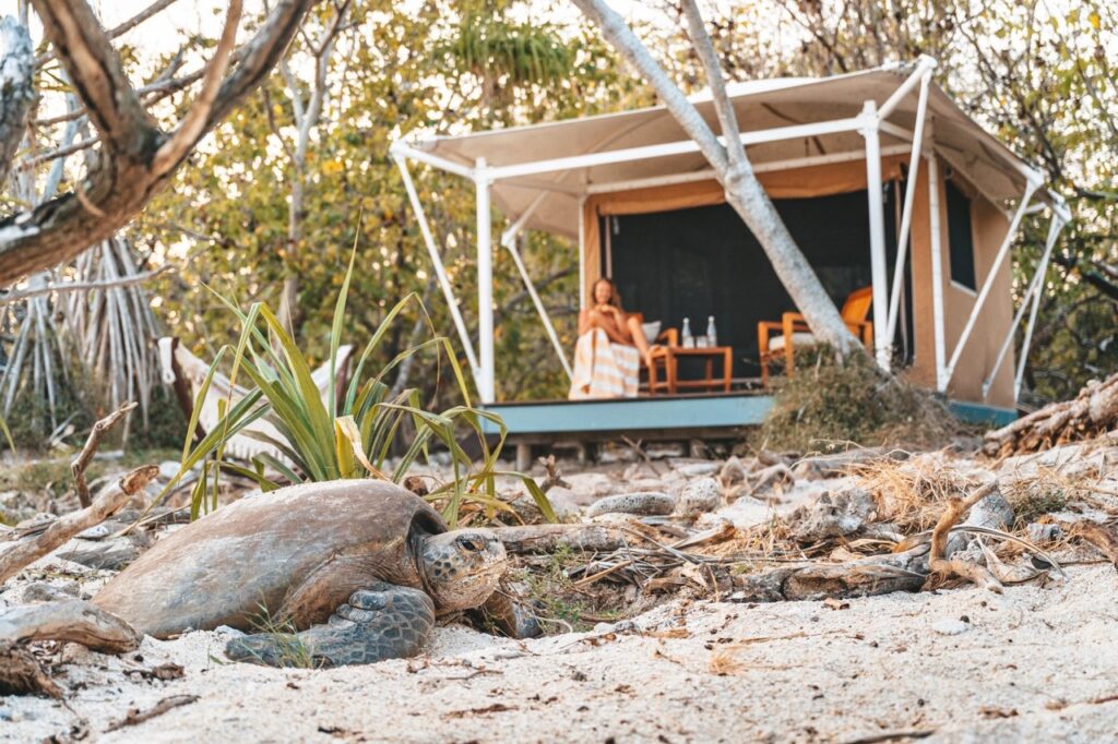 A sea turtle rests on a sandy beach in the foreground. In the background, a person sits under a canopy at an elevated campsite surrounded by trees.