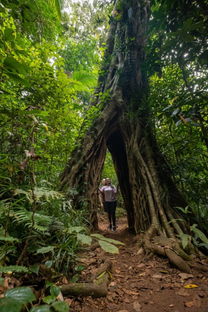A person standing under a large tree with intertwined roots forming an archway in a dense forest.