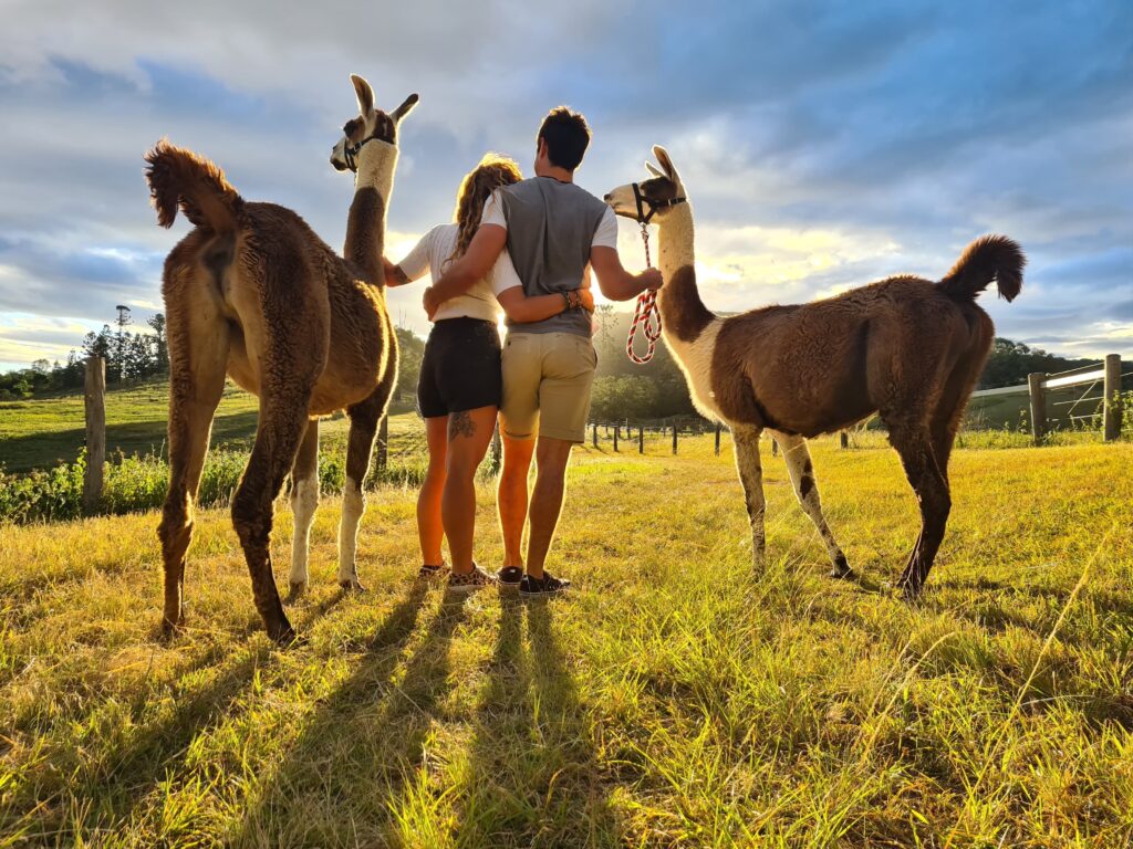 A couple stands arm-in-arm with two llamas on a grassy field under a partly cloudy sky.