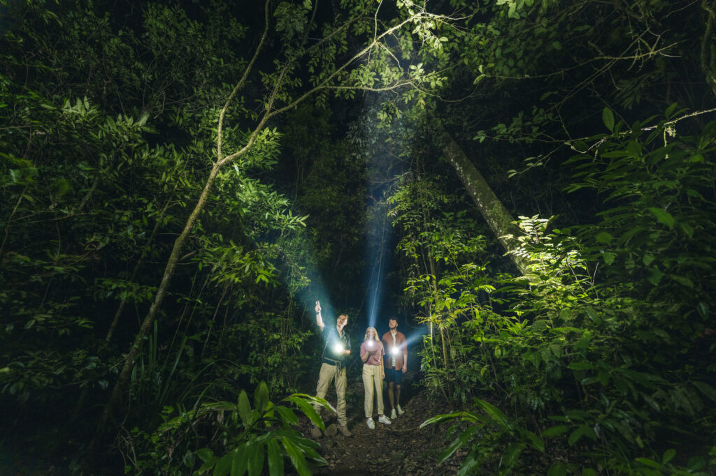 Three people stand on a forest path at night, shining flashlights upward, surrounded by dense green foliage and tall trees.
