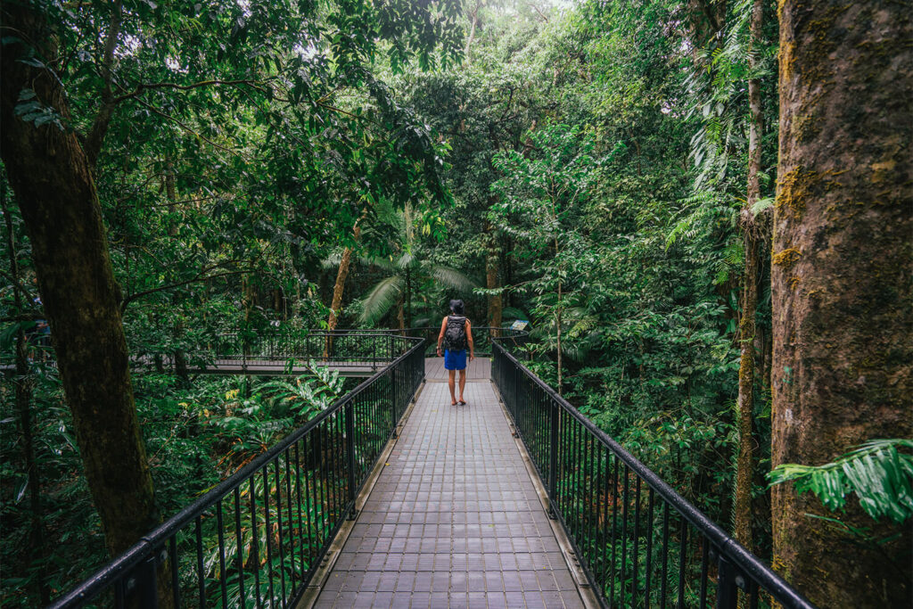 A person with a backpack walks on a raised walkway through a dense, green forest surrounded by tall trees.