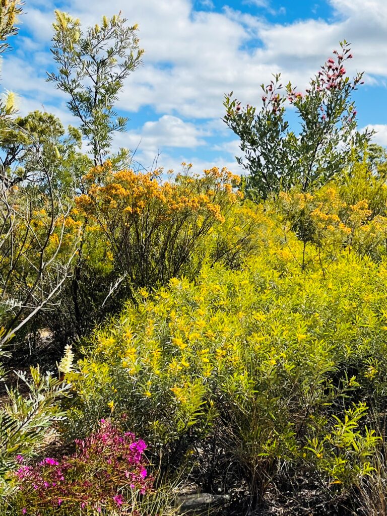 Shrubs and wildflowers with yellow, pink, and orange blooms grow densely under a blue sky with scattered clouds.
