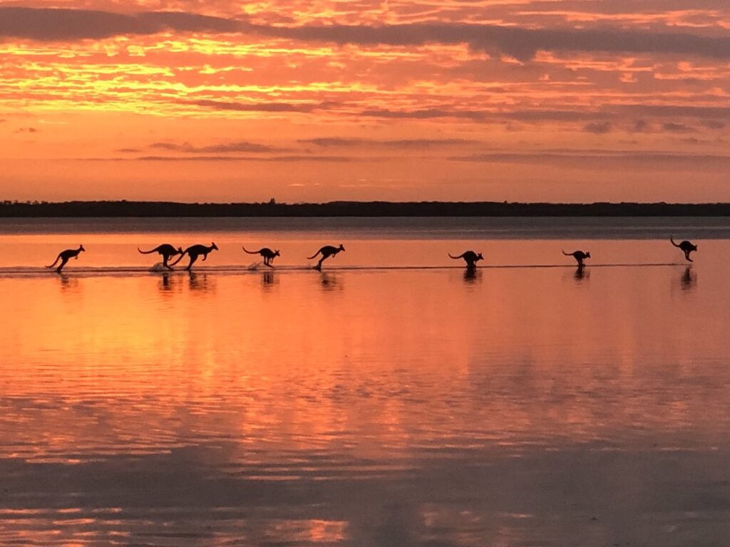 Silhouettes of kangaroos hopping across a beach during a vivid orange sunset, reflected in the water below.