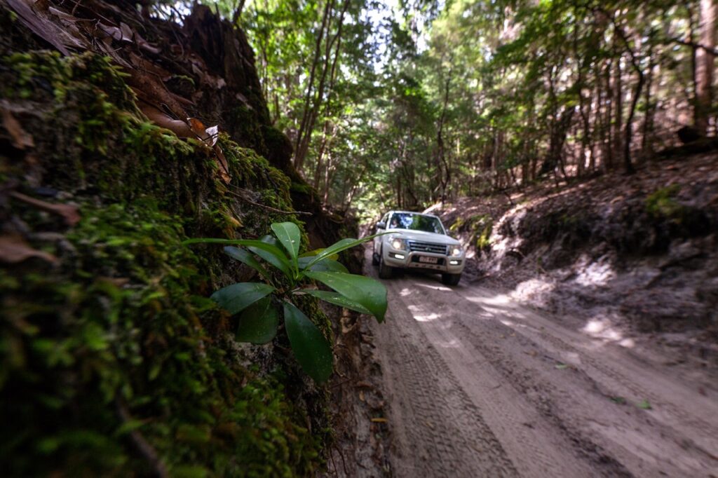 A car drives on a narrow, sandy trail through a dense, green forest.