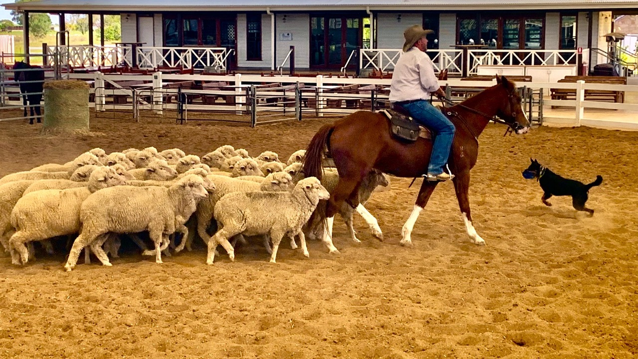 A person on horseback and a dog herd sheep in a fenced sandy area near a building.