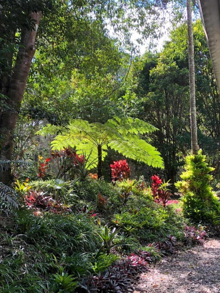 Lush garden scene with various tropical plants, including ferns and colorful foliage, under dappled sunlight.