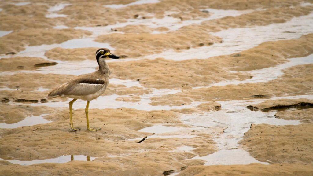 A bird with yellow legs and a black-and-white face stands on a muddy, waterlogged surface with patches of shallow water.