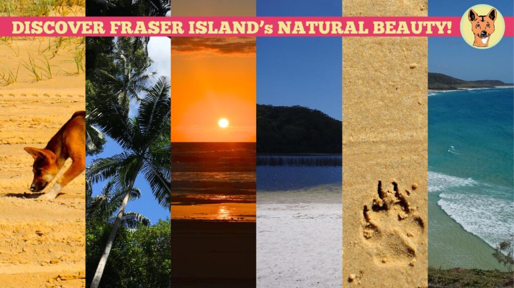 A collage shows Fraser Island scenes: a dingo, palm trees, sunset, forest, sandy beach, dingo paw prints, and ocean, with the text “DISCOVER FRASER ISLAND’s NATURAL BEAUTY!” at the top.