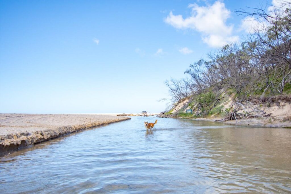 A dog stands in a shallow stream near a sandy beach with sparse trees and a blue sky in the background.
