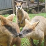 Three wallabies stand on green grass, two in the foreground touching noses and one in the background looking toward the camera, with a wooden structure behind them.