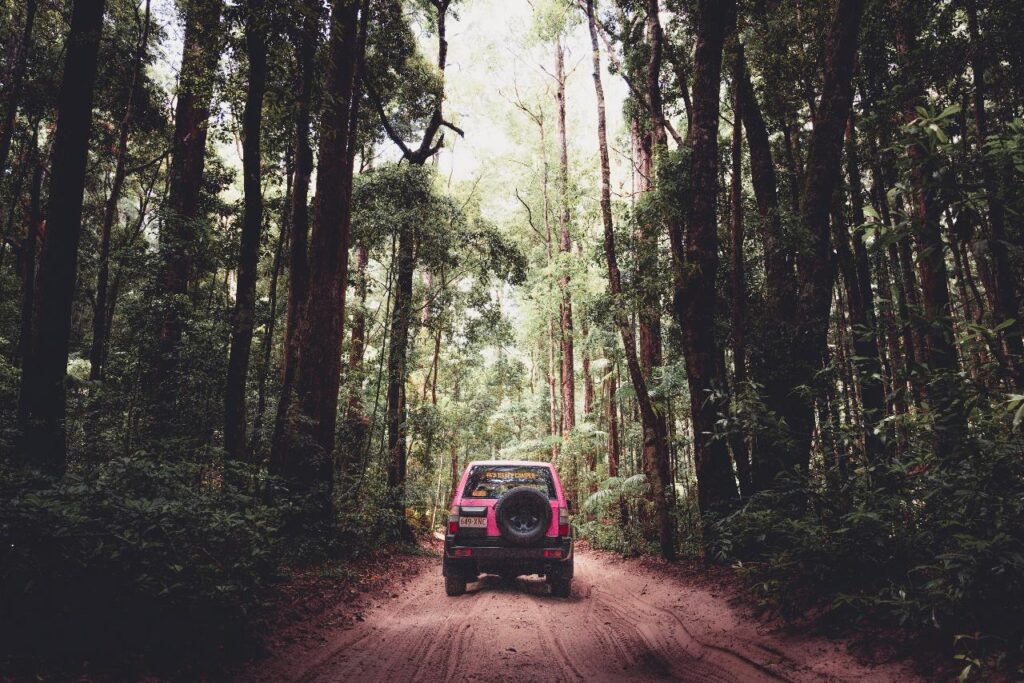 A red SUV drives on a dirt road through a dense forest with tall trees and lush green foliage.