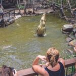 A large crocodile leaps vertically from the water toward a bait held by a zookeeper, while visitors watch and take photos from a viewing platform.