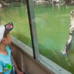 A child inside a glass-walled bus looks at a crocodile in the water with its mouth open wide near the glass.