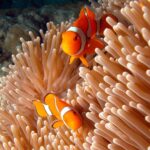 Two orange clownfish with white stripes swim among the light-colored tentacles of a sea anemone underwater.