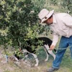 A person in a hat and long-sleeve shirt holds a leash while a black and white dog sniffs the ground under a leafy tree.