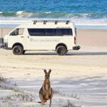 A kangaroo sits on sandy beach grass in the foreground, with a white tour van parked on the beach and the ocean in the background.