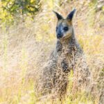 A kangaroo stands partially hidden among tall, dry grasses in a sunlit natural setting.