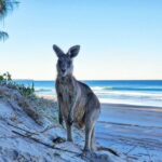 A kangaroo stands on a sandy beach with sparse vegetation, facing the camera, while the ocean and clear blue sky are visible in the background.
