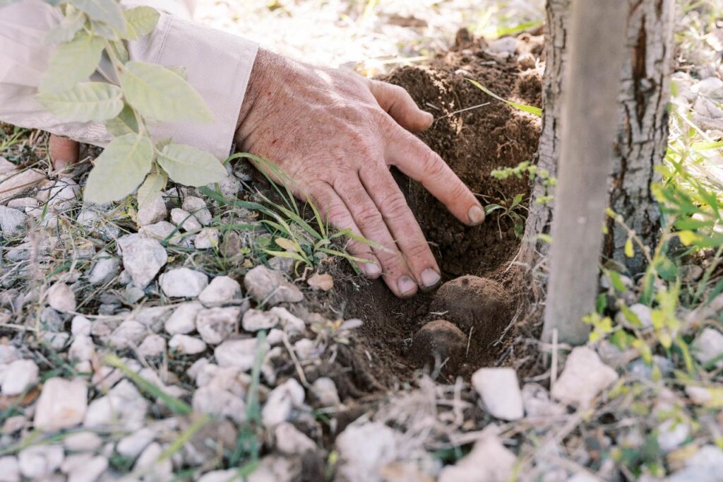 A person's hand covers soil around the base of a young tree surrounded by small rocks and green plants.