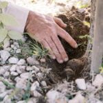 A person's hand covers soil around the base of a young tree surrounded by small rocks and green plants.
