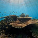 Sunlight streams through clear blue water onto a thriving coral reef with various fish swimming above the coral structures.