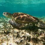A sea turtle swims underwater above a rocky, algae-covered seabed in clear, blue-green water.