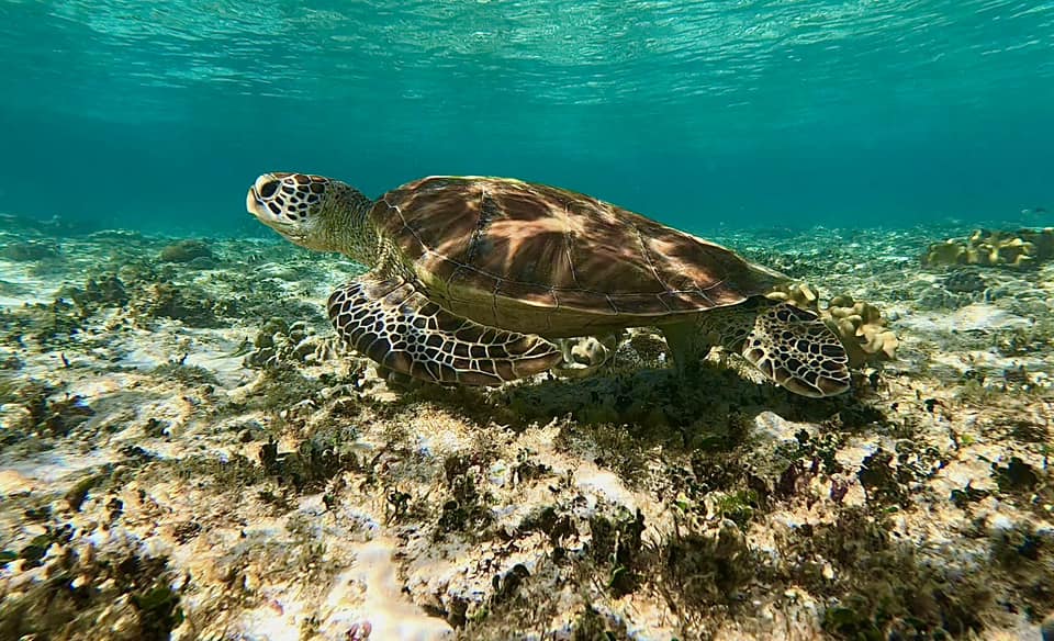 A sea turtle swims underwater above a rocky, algae-covered seabed in clear, blue-green water.