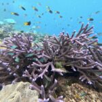 Underwater view of a coral reef with branching purple coral and various colorful fish swimming around in clear blue water.