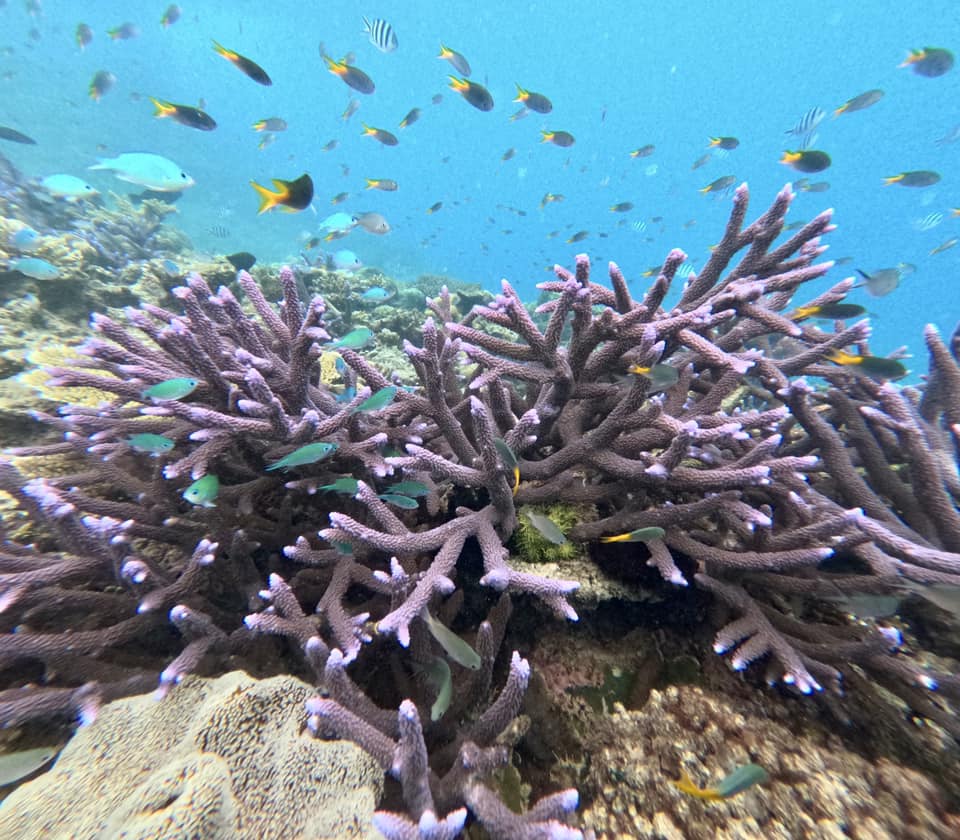 Underwater view of a coral reef with branching purple coral and various colorful fish swimming around in clear blue water.