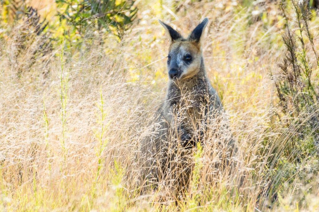 A kangaroo stands partially hidden among tall dry grass and foliage in a sunlit natural setting.