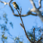 A colorful bird perches on the tip of a bare tree branch against a blue sky with out-of-focus leaves and branches in the background.