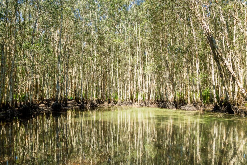 A dense mangrove forest is reflected in the calm, shallow water on a sunny day.