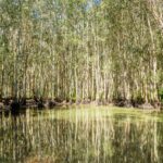 A dense mangrove forest is reflected in the calm, shallow water on a sunny day.