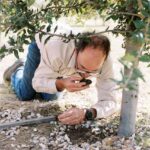 A person kneels on the ground under a tree, closely examining and smelling a small object, possibly a truffle, found in the soil.