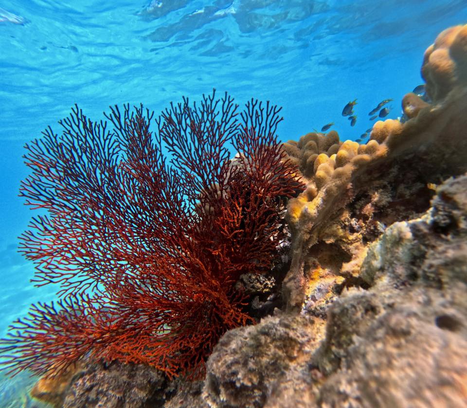 Red sea fan coral grows on a rocky reef in clear blue water, with yellowish coral and several small fish visible in the background.