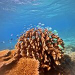 A school of small fish swims around a large, branched coral formation under clear blue water in a tropical ocean.