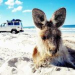 A kangaroo lies on white sand at the beach with a white SUV parked in the background near the shoreline under a blue sky.