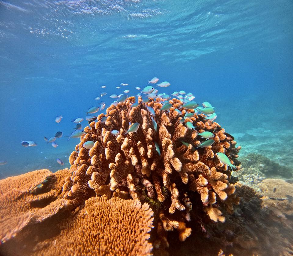 A school of small fish swims around a large coral structure underwater, surrounded by clear blue ocean water and additional coral on the seabed.
