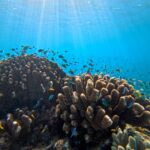 Sunlight filters through clear water onto coral reefs with numerous small fish swimming around the coral in an underwater scene.