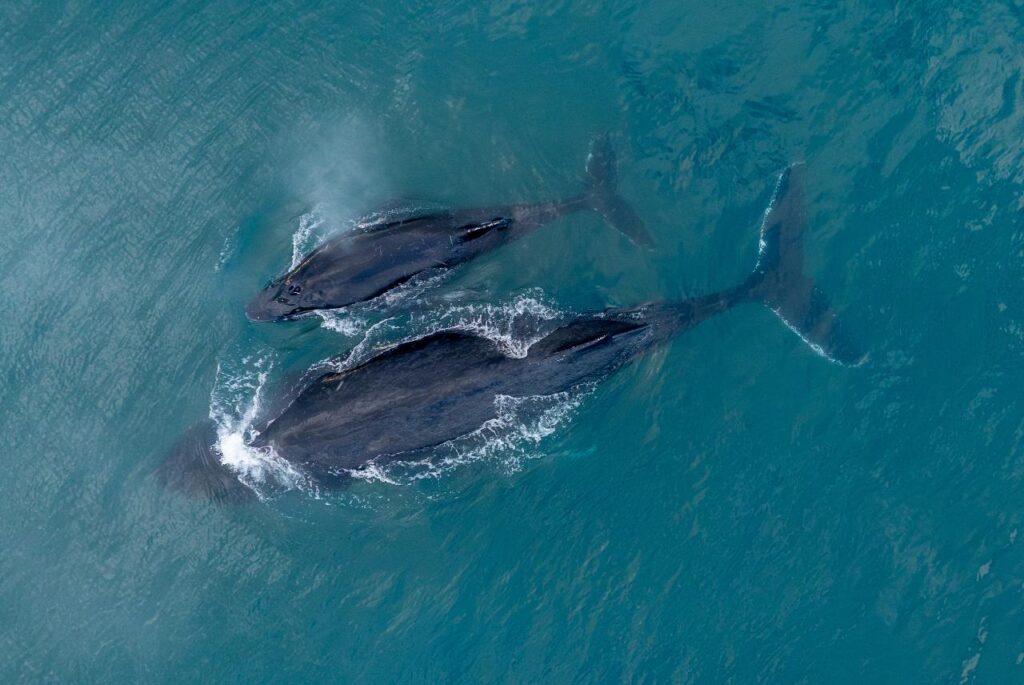 Aerial view of two whales, likely a mother and calf, swimming close together near the surface of blue-green ocean water.