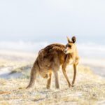 A kangaroo stands on sandy grass near a beach, looking back over its shoulder with the ocean and sky in the background.