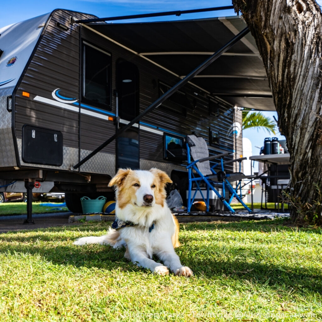 A dog lies on grass in front of a parked travel trailer with an awning extended. Camping chairs and outdoor items are set up nearby. A tree is in the foreground.