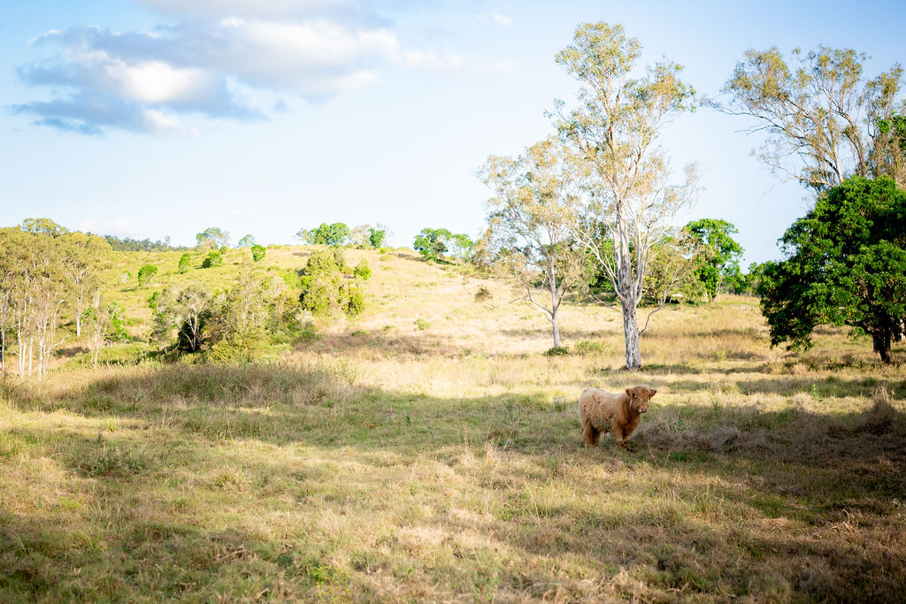 A Highland cow stands in a sunlit, grassy field with scattered trees and rolling hills in the background under a partly cloudy sky.