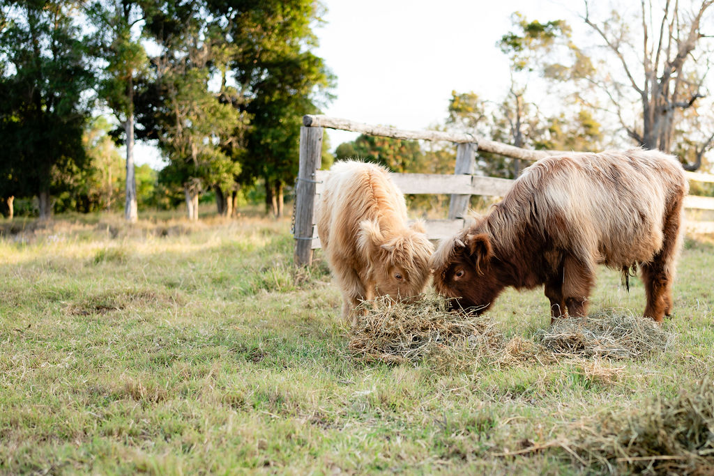 Two Highland cattle calves with shaggy coats eat hay together in a grassy field near a wooden fence, with trees in the background.