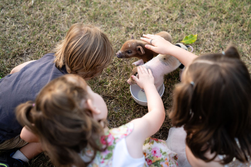 Three children sitting on grass pet a small piglet that is standing in a white bowl.