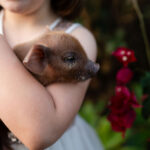 A child in a white dress holds a small brown piglet while standing near bright red flowers outdoors.