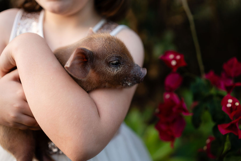 A child in a white dress holds a small brown piglet while standing near bright red flowers outdoors.